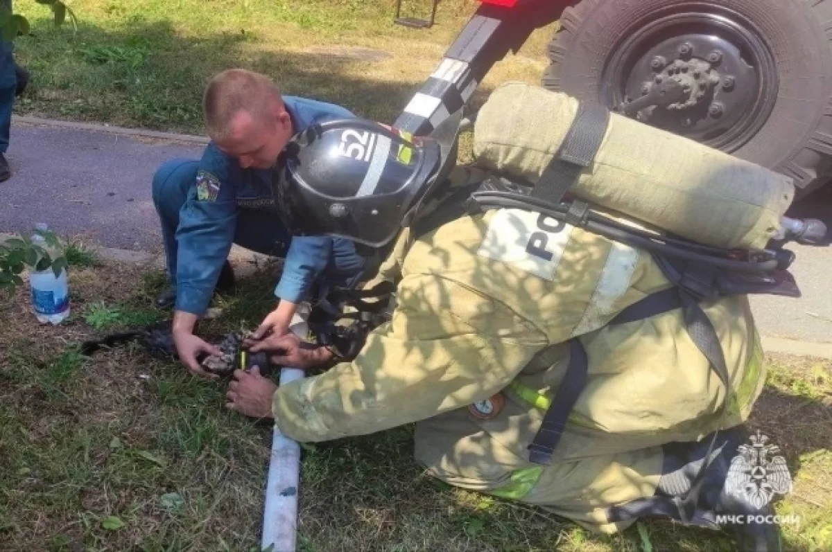 В белгородском Шебекино из горящей квартиры спасли кошку и несколько котят0