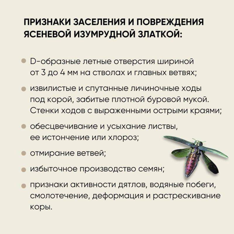 Очаги ясеневой изумрудной златки выявлены в 12 регионах России на площади более 5 млн гектаров