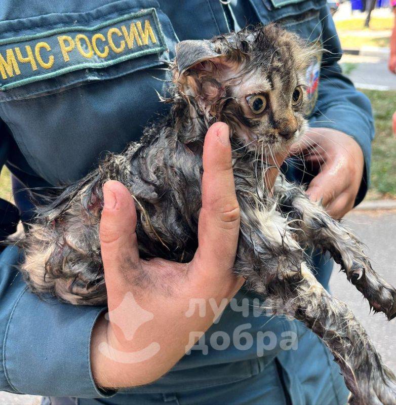 Пожарные ликвидировали пожар и спасли котят, угоревших при задымлении в многоквартирном доме в Шебекино