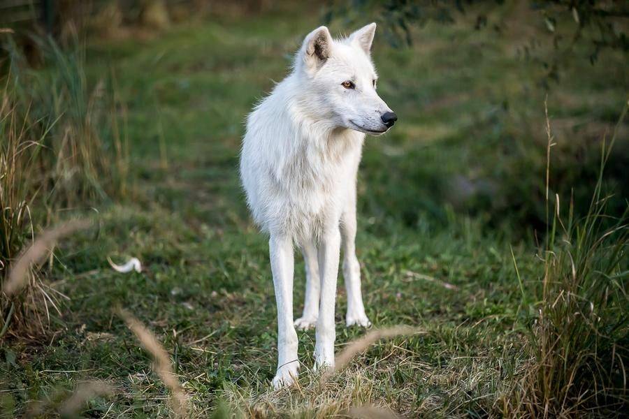 2 сентября белгородские школьники смогут бесплатно посетить зоопарк