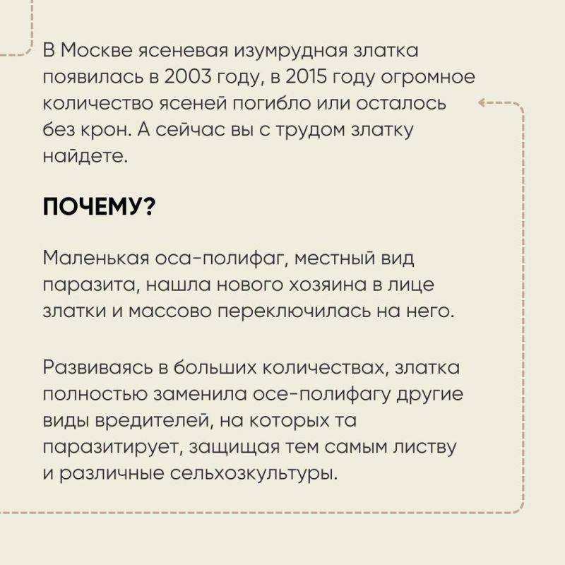 Очаги ясеневой изумрудной златки выявлены в 12 регионах России на площади более 5 млн гектаров