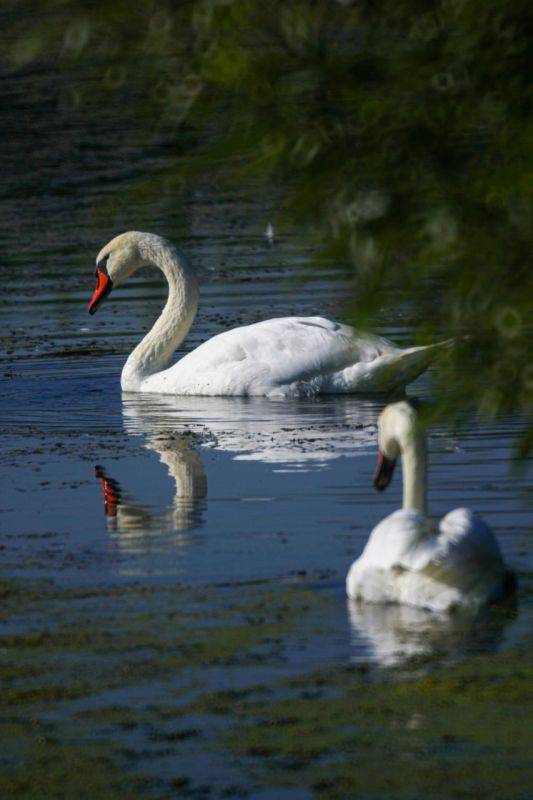 Лебеди вернулись на реку Разумную в Белгородском районе