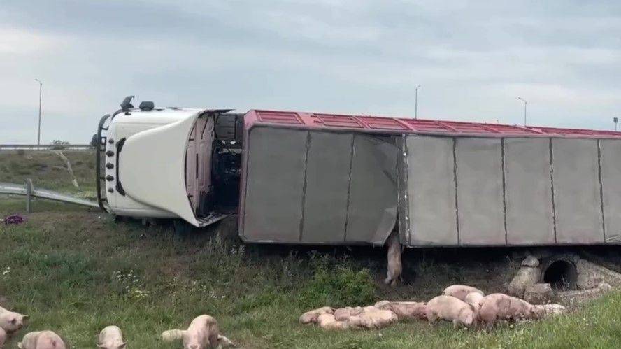 В Корочанском районе перевернулась фура со свиньями