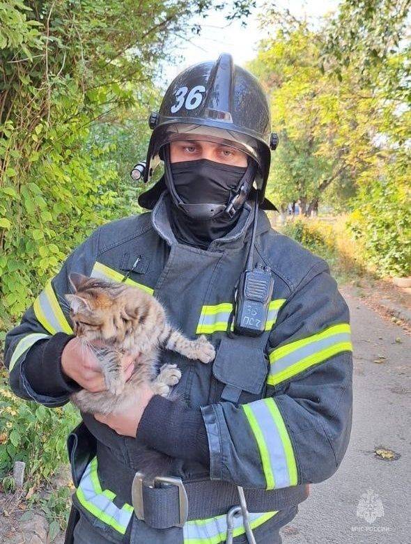 В Строителе пожарные помогли снять котенка с дерева