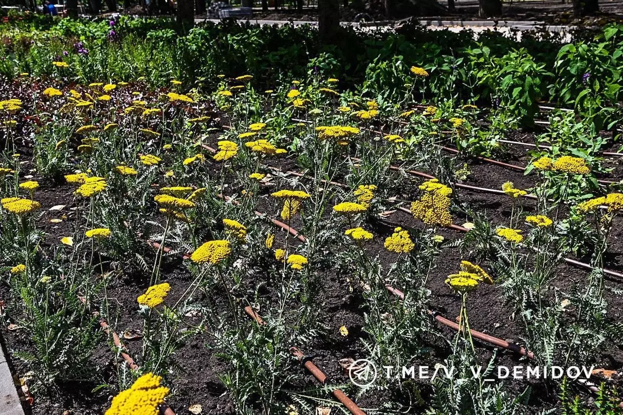 «Каменные дорожки», фонтан, зелень: в Центральном парке продолжают благоустройство10