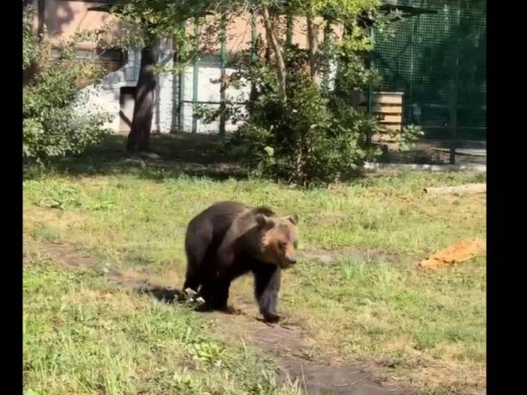 Медведица Манюня из Белгородского зоопарка переехала в просторный вольер