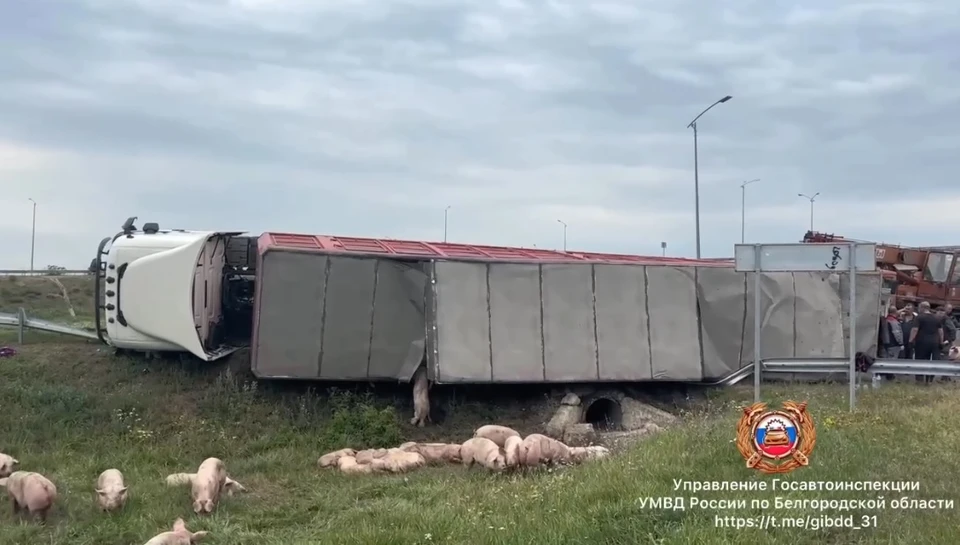 В Белгородской области опрокинулся большегруз со свиньями0