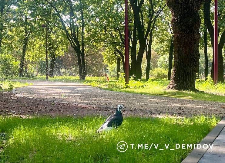 В Центральном парке Белгорода продолжают благоустраивать пешеходные маршруты9