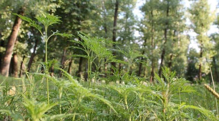 Жители Белгородского района пожаловались губернатору на амброзию