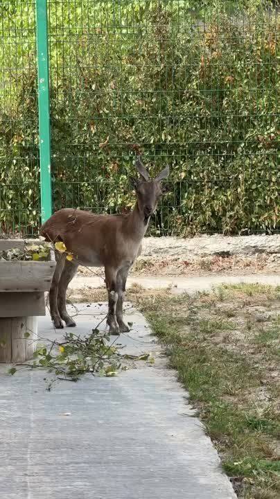 В белгородском зоопарке новый обитатель – очаровательный мархур Винтик