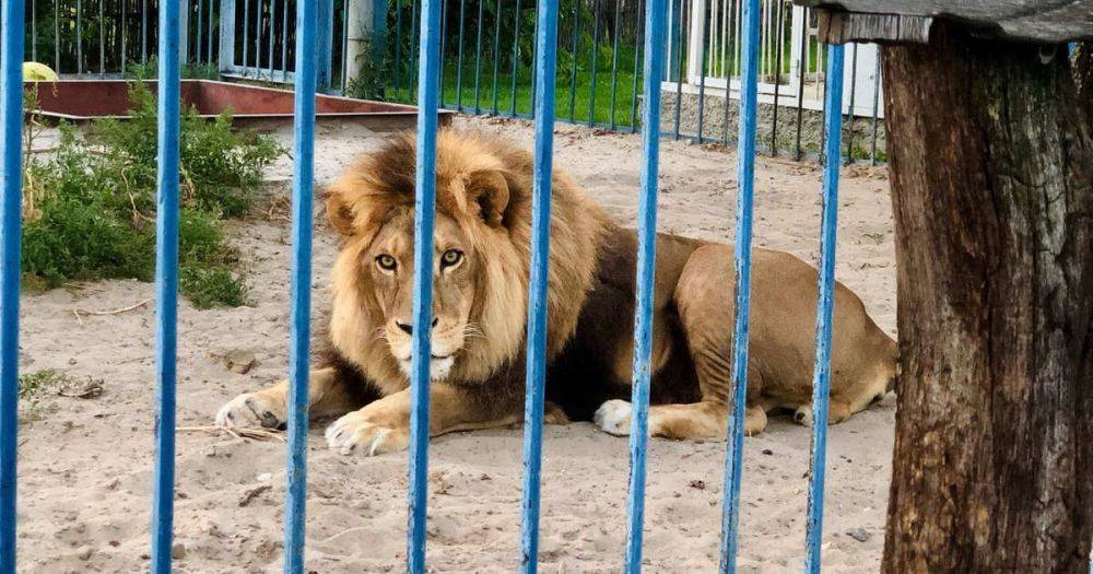 Лев Тигран переехал к львице в зоопарк Калининграда