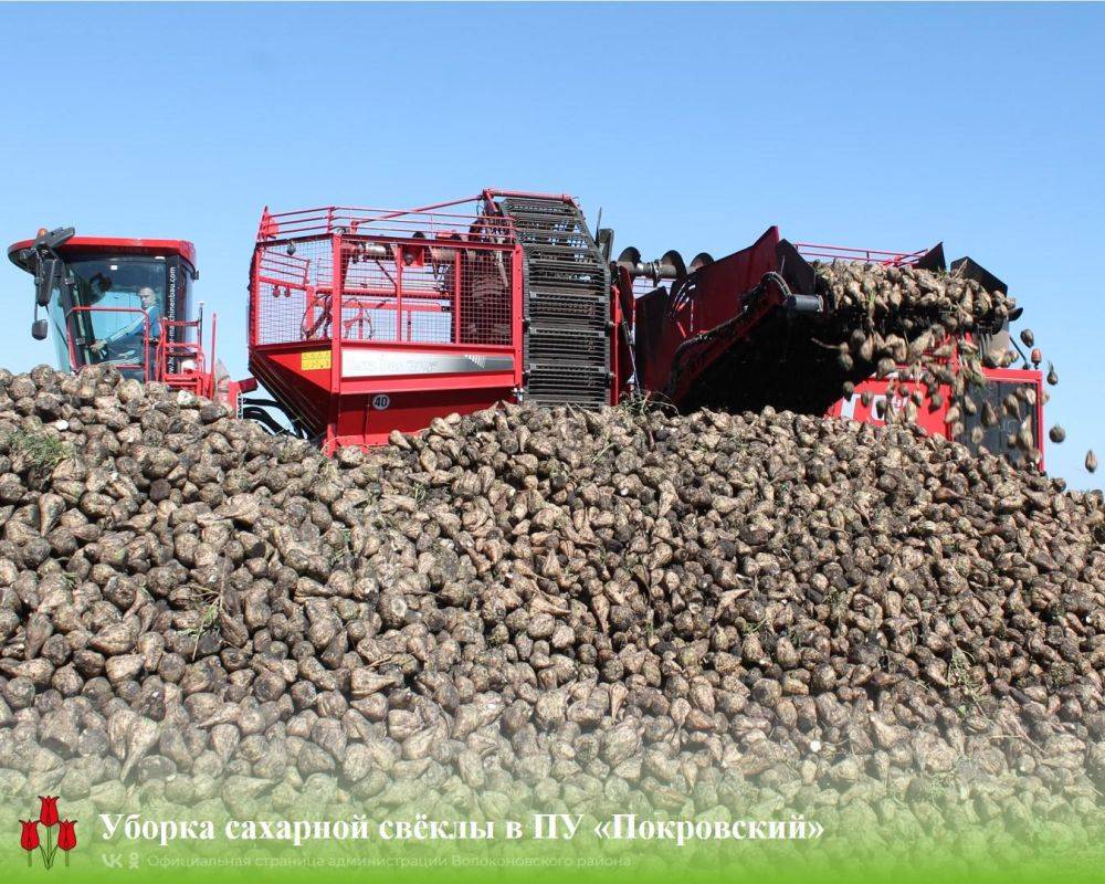 Волоконовские аграрии продолжают собирать выращенный урожай