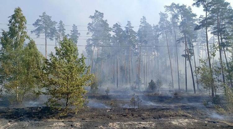 Белгородский губернатор раскритиковал работу лесоохраны при пожарах в Шебекино