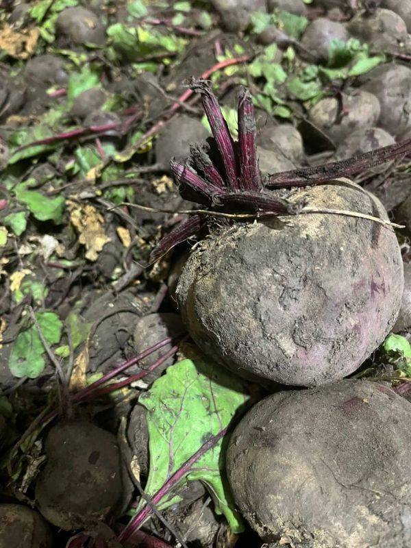 В Ивнянском районе завершена уборка столовой свеклы в кооперативе «Драгунский»