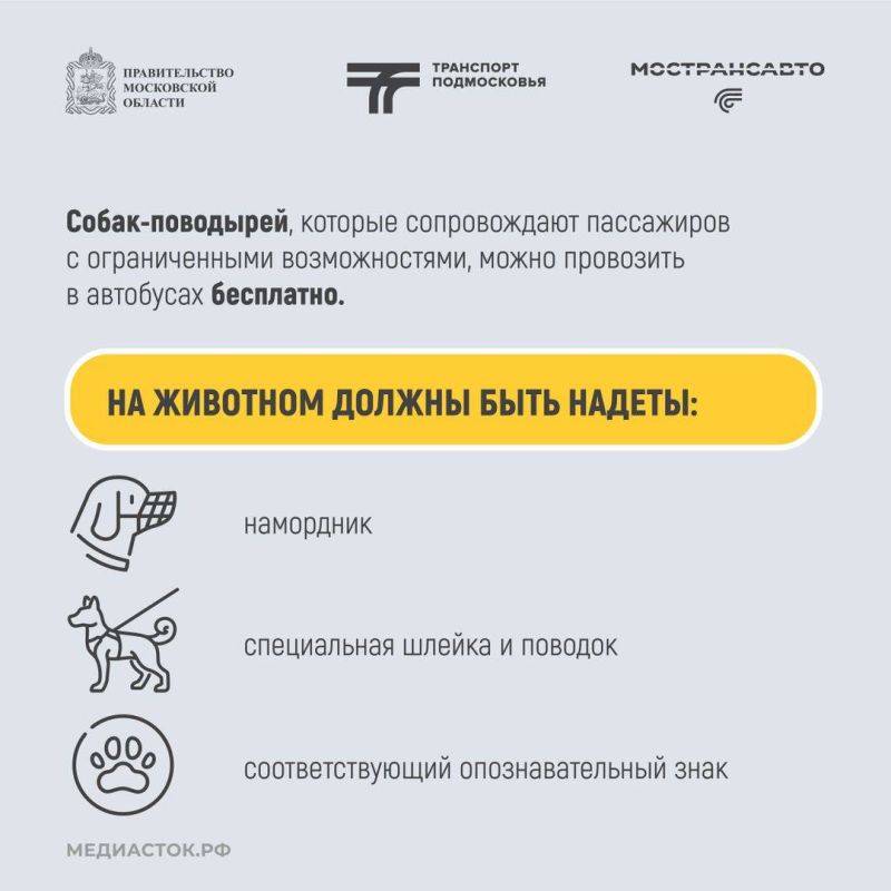 Планируете поездку с любимым питомцем на нашем автобусе?