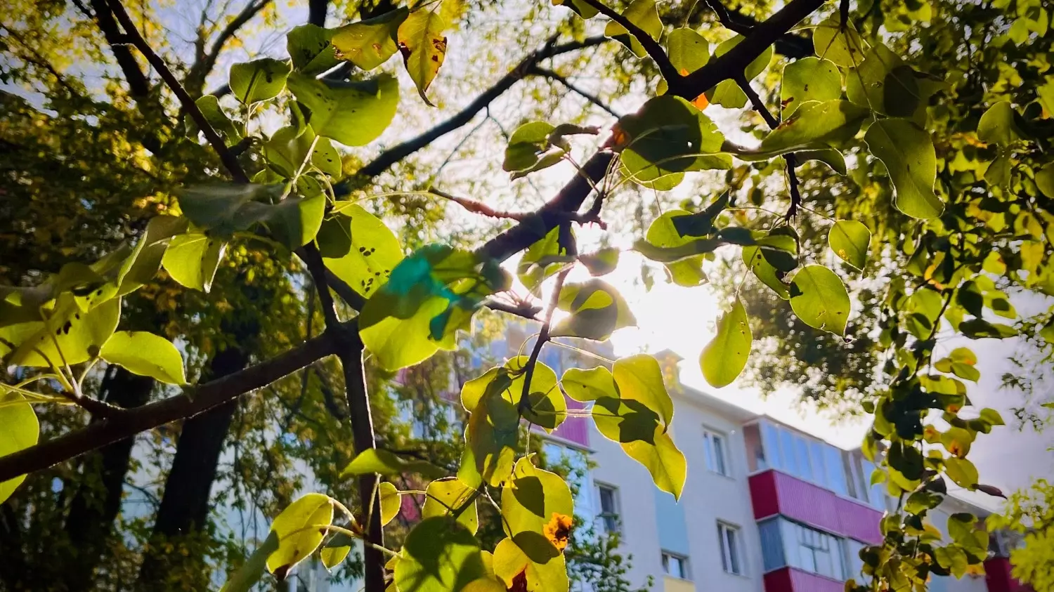 В Белгороде продолжается бабье лето: как жители города провожают сентябрь?14