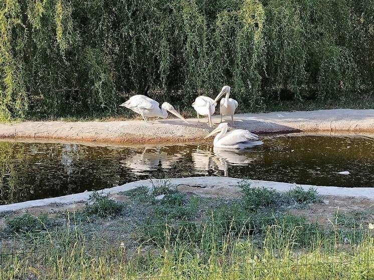 В среду белгородцам обещают теплую погоду до +25 градусов