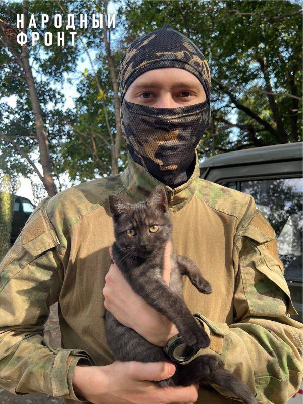 Наши парни приютили множество четвероногих друзей