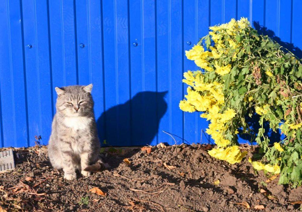 Татьяна Круглякова: Дорогие чернянцы!. С добрым утром! Мы уже стираем границы октября, а ноябрь тихонько подступает к нам и окутывает нас своими красками и свежестью