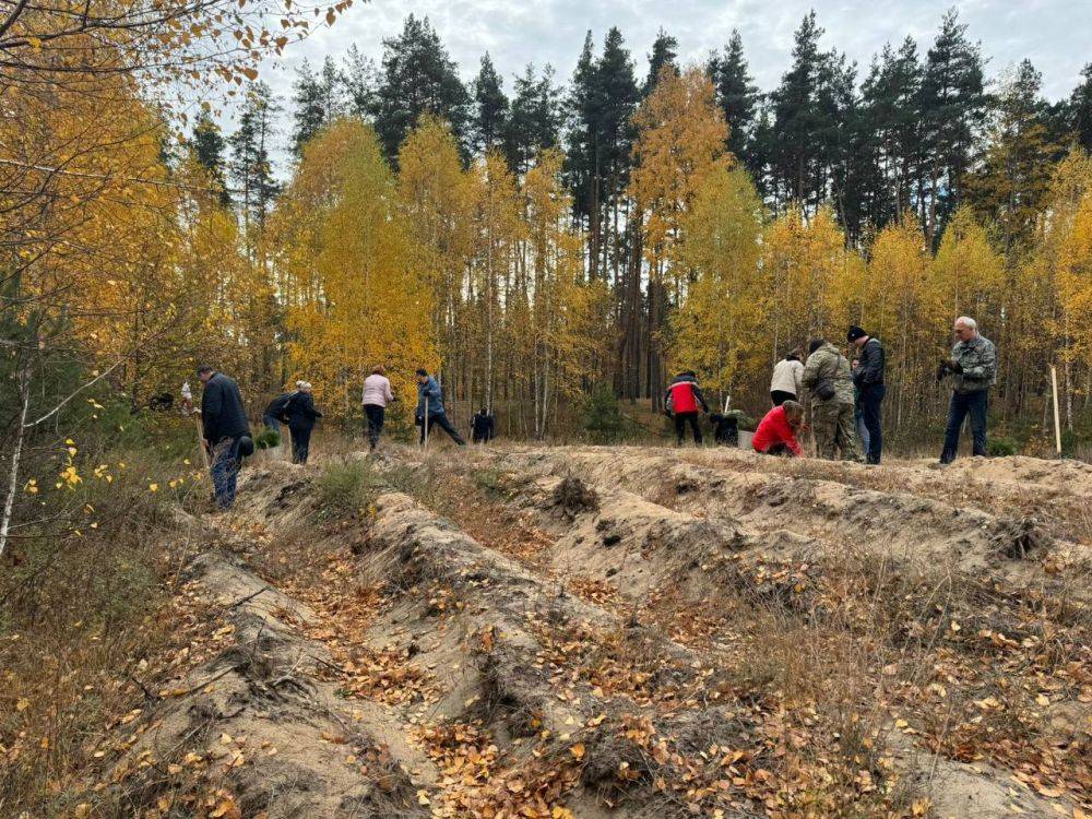 В Белгороде проводят работы по лесовосстановлению