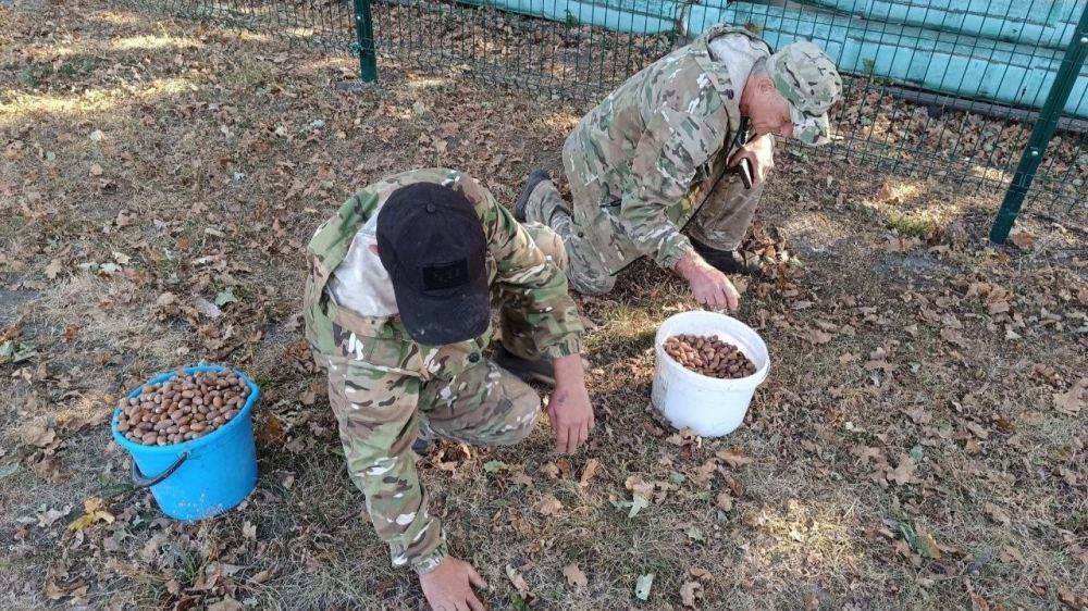 Лесники Белгородской области соберут восемь тонн желудей