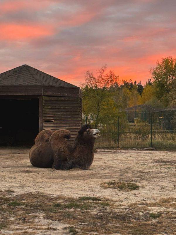 Атмосферные осенние пейзажи в белгородском зоопарке