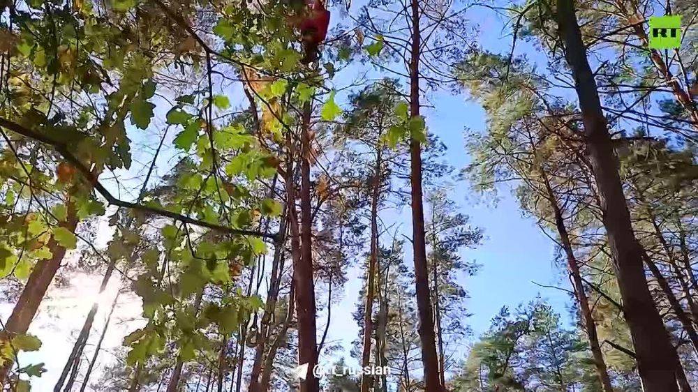 В лесах и полях Курской и Белгородской областей строят целые лагеря из укреплений