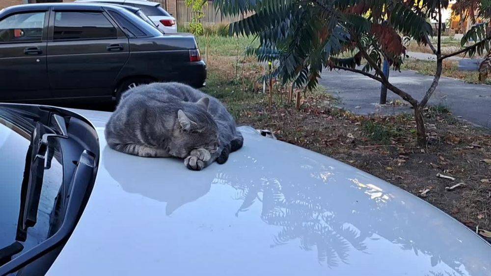 Белгородские коты настолько суровы