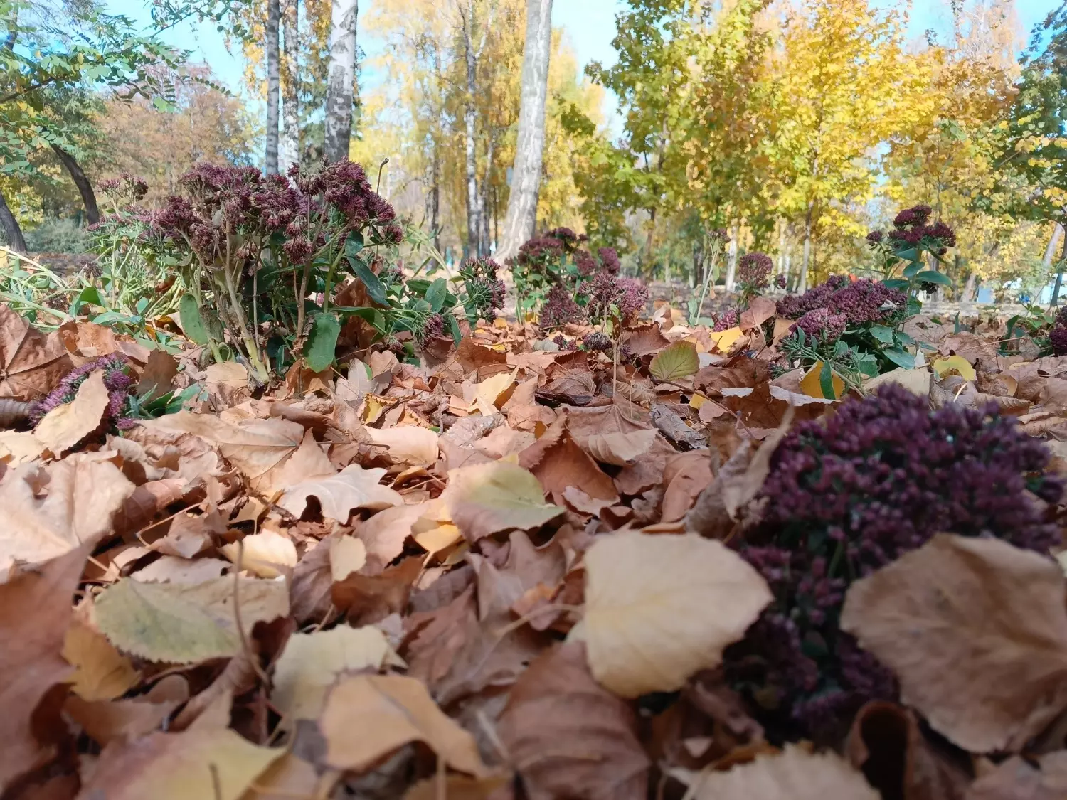 Центральный парк им.Ленина