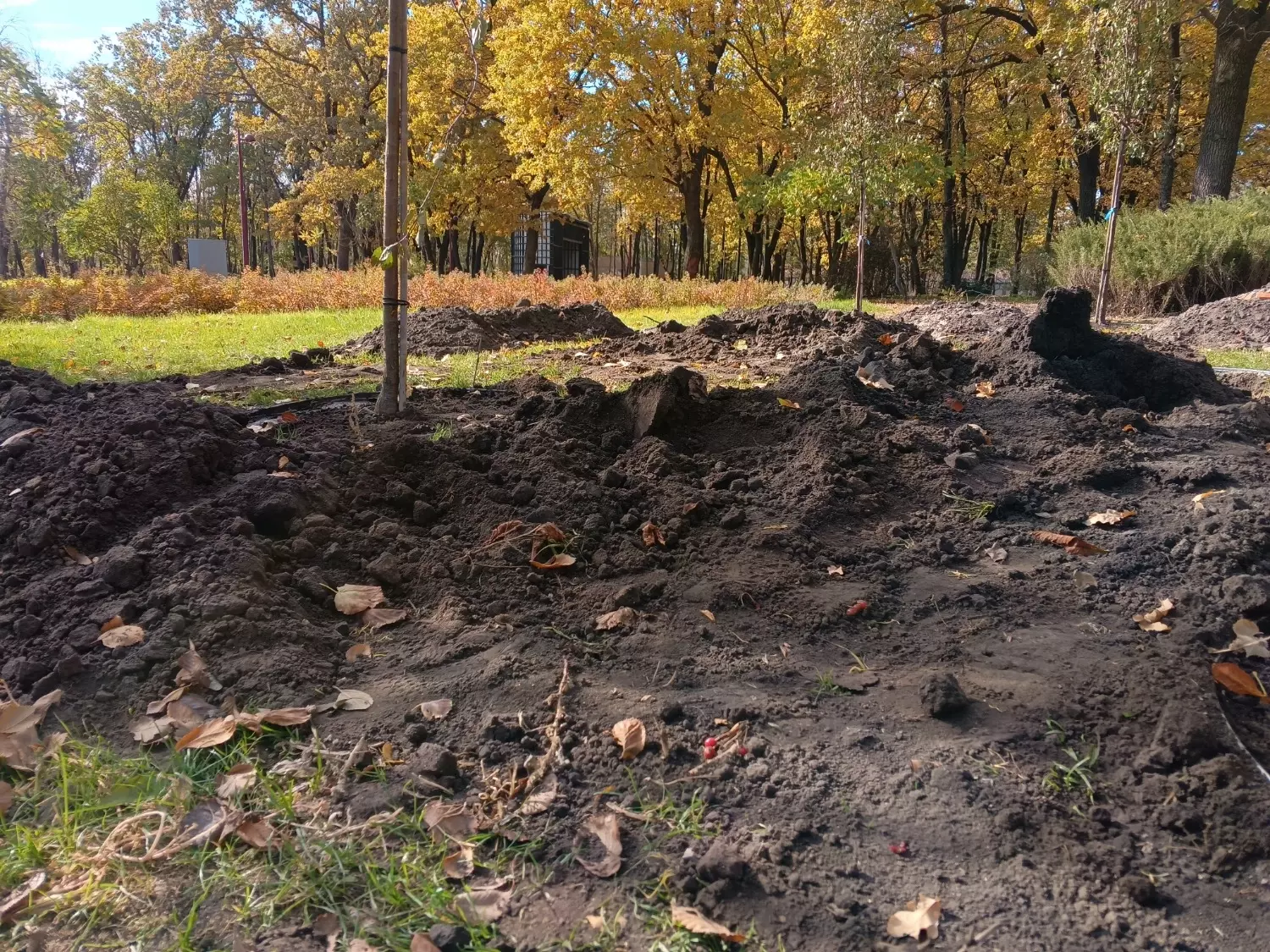 Посадка декоративных яблонь в Белгороде