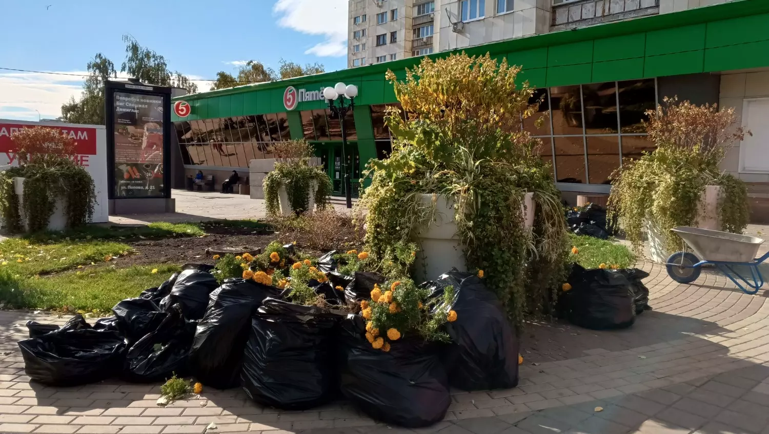 О высадке тюльпанов в Белгороде к весне