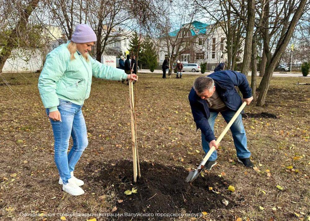 Сотрудники администрации Валуйского муниципального округа провели мероприятие по озеленению центрального парка города