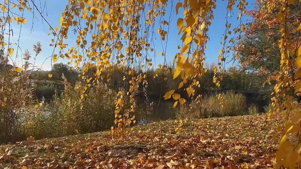 Осень... Какое необыкновенное время года — грустное, но всё же восхитительное. Мир обретает самый яркий окрас