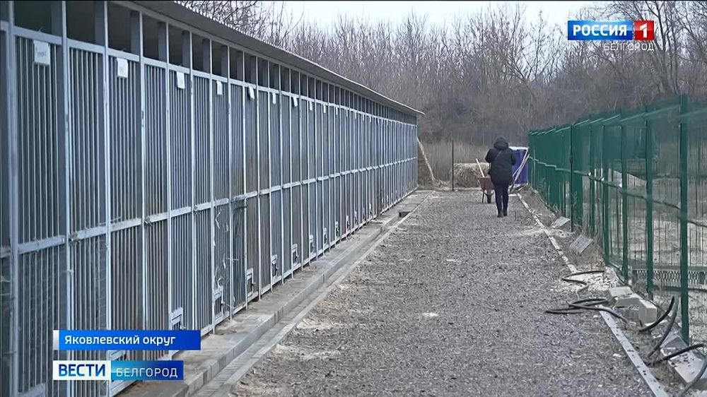 От ударов ВСУ страдают не только люди, но и животные