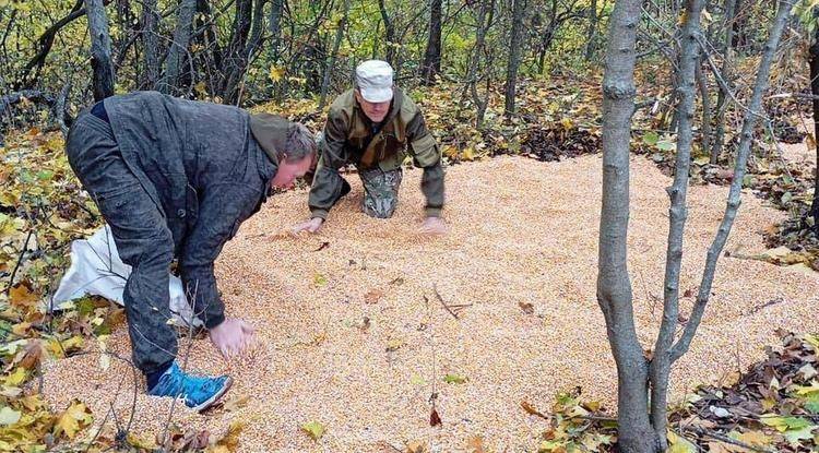 В белгородских заказниках и охотничьих угодьях начали подкармливать диких животных