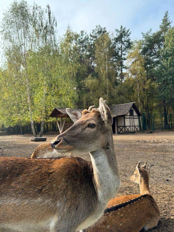 Завтра в Белгородском зоопарке пройдёт День многодетных семей