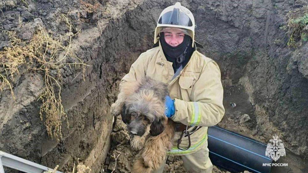 Сотрудники МЧС спасли собаку