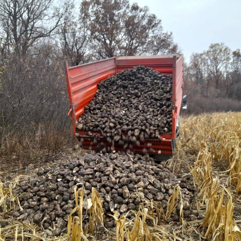 В Белгородской области продолжается подкормка диких животных