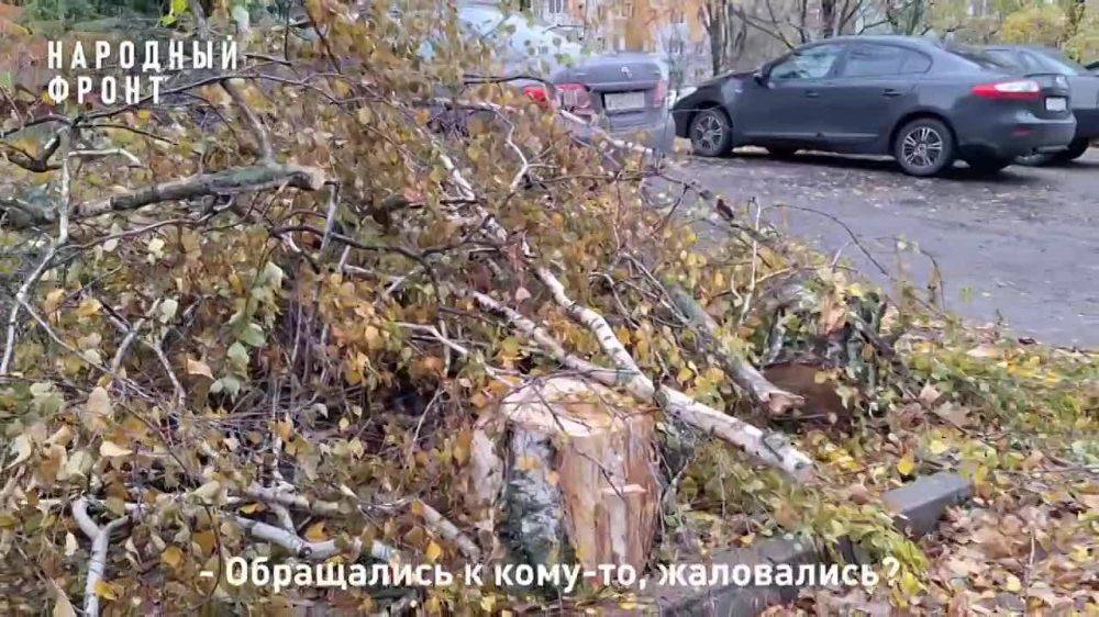 От сильного ветра упало дерево на жителя дома по улице Маяковского 28 и никто его не торопится убирать