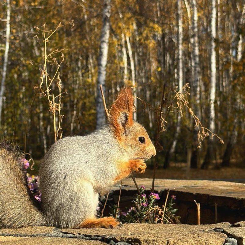 Погода 9 ноября. Сегодня днём синоптики обещают пасмурную погоду. Температура воздуха днём +7°. Ветер – 1,8 м/с