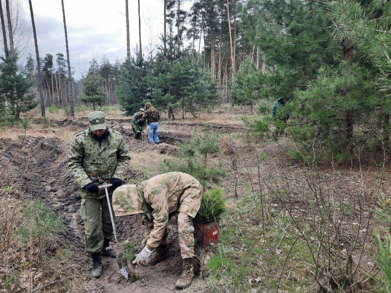 Белгородская область выполнила показатели нацпроекта «Экология» по лесному направлению на 273,2%