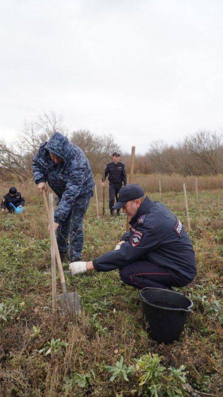 В год столетия службы участковых инспекторов на велолыжероллерной трассе была высажена берёзовая аллея