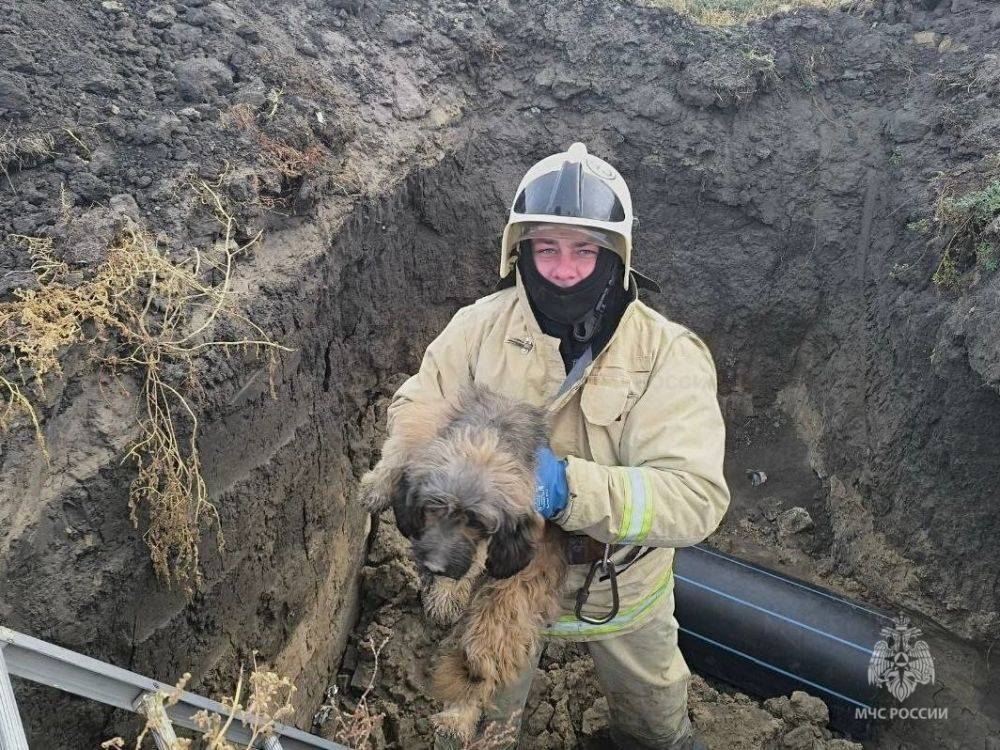 Пожарные спасли собаку, провалившуюся в канаву