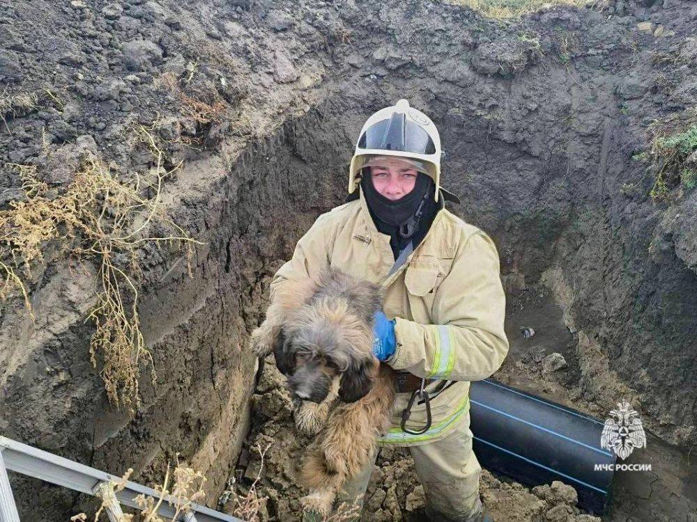 В Белгородской области сотрудники МЧС спасли пса