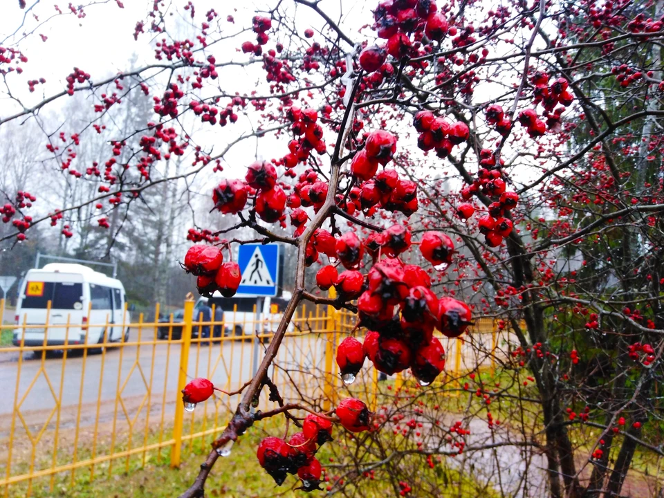 Белгородцев предупреждают об усилении ветра, мокром снеге и гололедице 4 ноября0