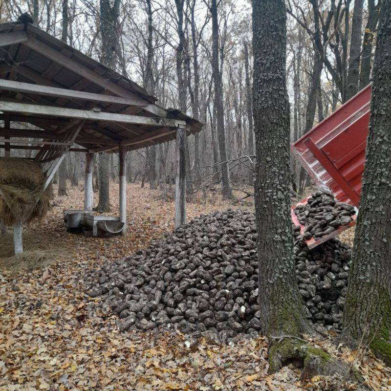 В Белгородской области продолжается подкормка диких животных