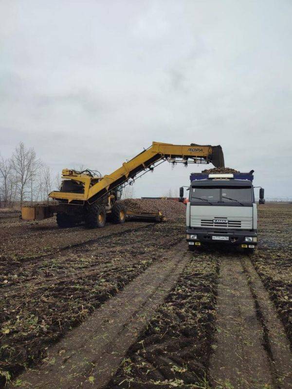 В Вейделевском районе закончилась уборка зерновых культур