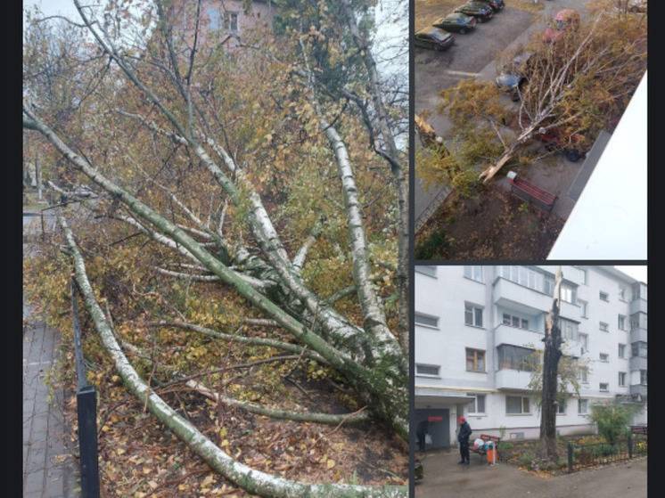 В Белгороде рядом с жилой многоэтажкой упала береза