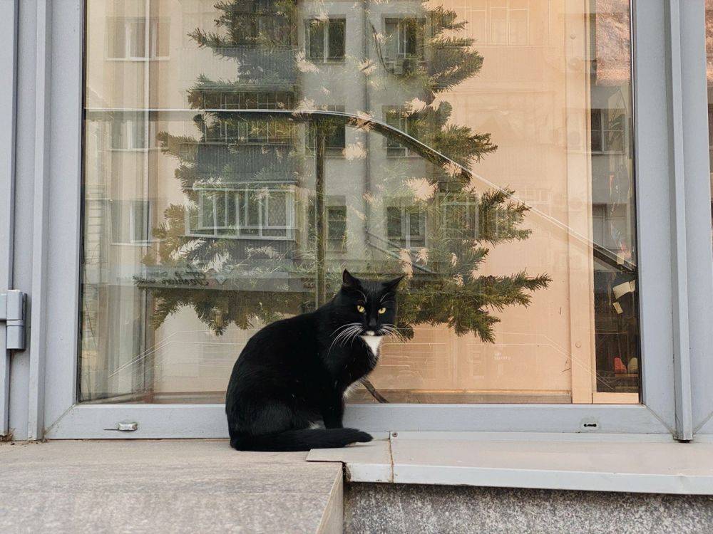 Доброе утро, друзья. Сегодня, 2 декабря, в Белгороде будет облачно с прояснениями. Местами туман, гололёд. Температура воздуха днём от -4° до +1°, ветер западный 5–10 м/с