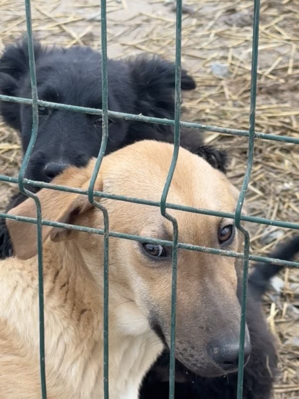 В канун Нового года хочется порадовать подарками не только людей, но и братьев наших меньших